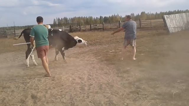 ЗАБОЙ БЫКА смотреть онлайн