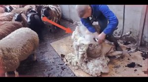 Уникальная технология стрижки овец: Всем дачникам на заметку