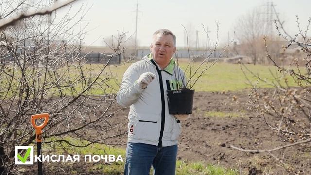 Особенности посадки голубики смотреть онлайн