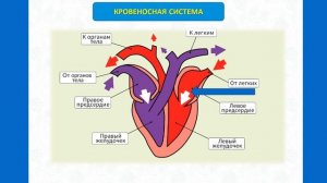 Тип Хордовые. Тема 37. Особенности внутреннего строения птиц