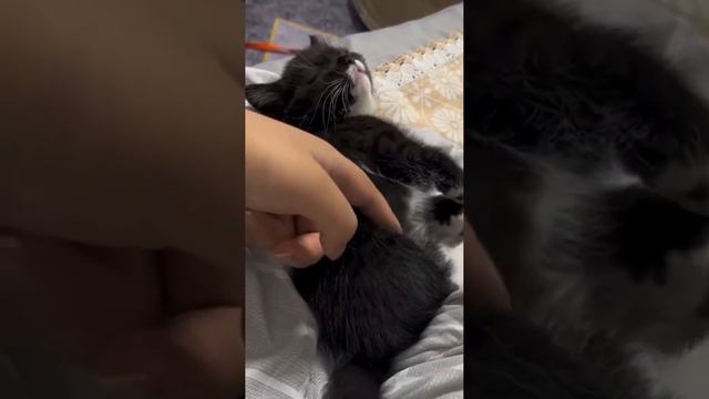 Дай поспать! смотреть онлайн