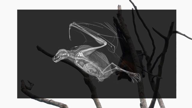 Amazing X-rays of animals from Oregon Zoo. | Ball python | Flying Fox | Chameleon | Toucans смотреть онлайн
