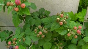 Малина черная сорт Бристоль