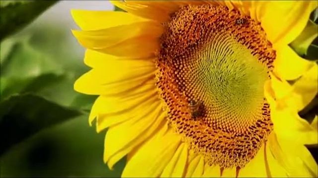 Никифоровский район смотреть онлайн