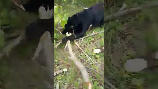 Когда Харт гуляет он грызёт ветки смотреть онлайн