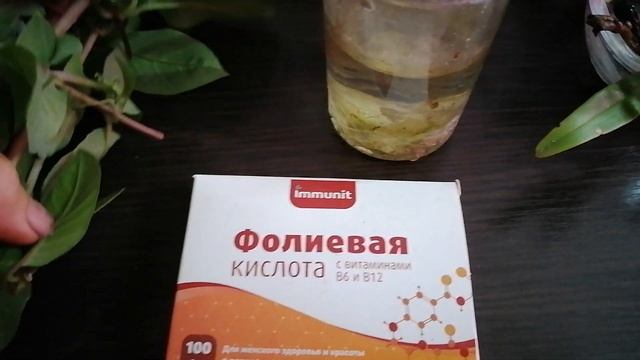 Осеннее черенкование кобеи. смотреть онлайн