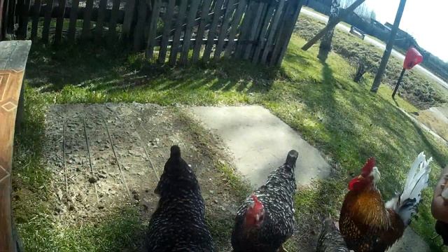 Курицы клюют зерно (крупным планом) смотреть онлайн