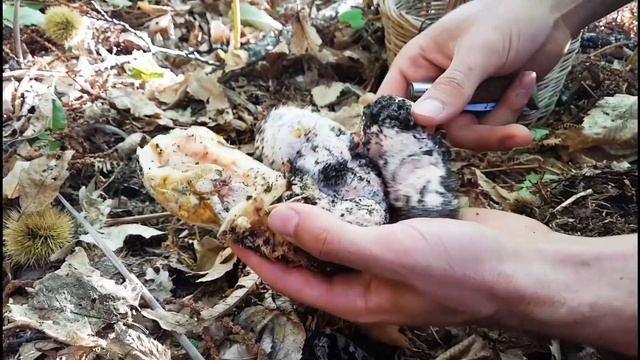 Amanita caesarea "La reina del bosque" Micología con José Núñez смотреть онлайн
