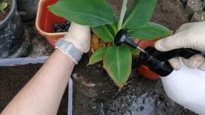 Комнатный Банан: пересадка и отделение детки