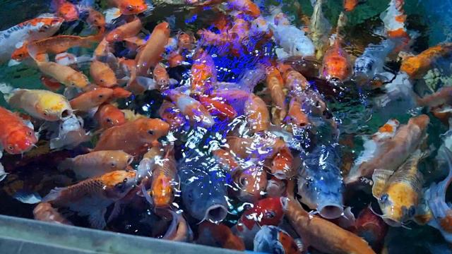 Океанариум