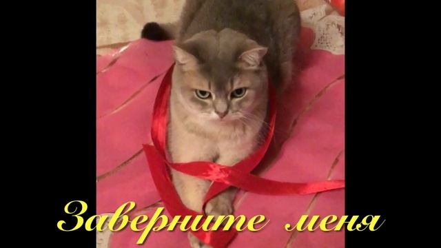#shorts Кот британец хочет стать подарком.#cats#смешные_коты#кот_подарок смотреть онлайн