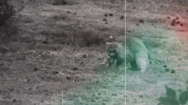 ПОЧЕМУ КОШКИ БОЯТСЯ ВОДЫ? смотреть онлайн