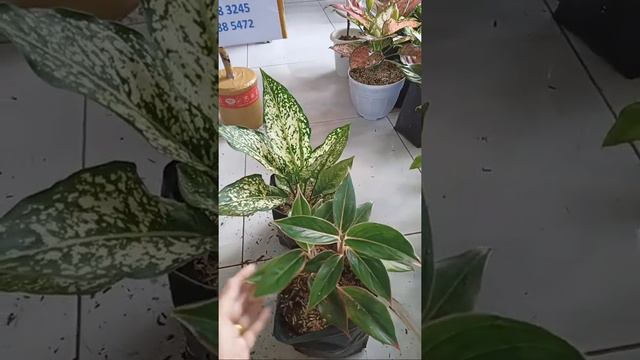 🔴[Live] Ready Aglonema Mulai Dari 20.000rb!!! смотреть онлайн