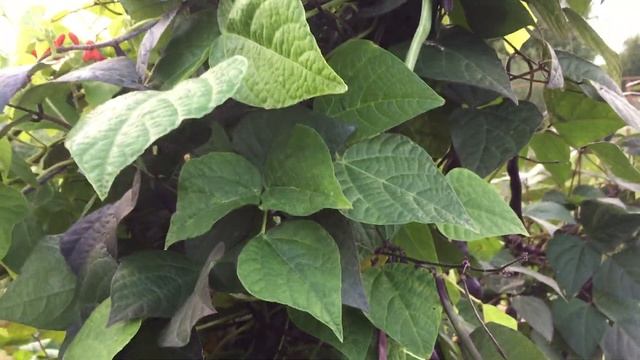 Вьющаяся фасоль. Фиолетовая фасоль сорт Матильда, декоративная фасоль. смотреть онлайн