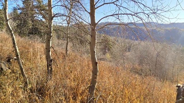 Рёв Марала. смотреть онлайн