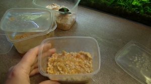 Нематода, Микрочервь. Живой корм. Как разделить культуру.