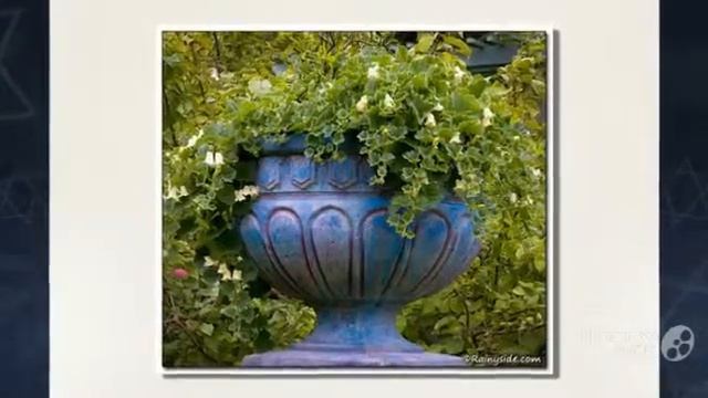 Asarina - garden plants смотреть онлайн