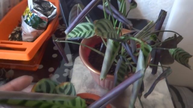 Цветы в моем доме. Комнатные растения. Спасение Калатеи из уценки. смотреть онлайн