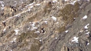 Горная охота на КОЗЕРОГА и необычное поведение волка !?