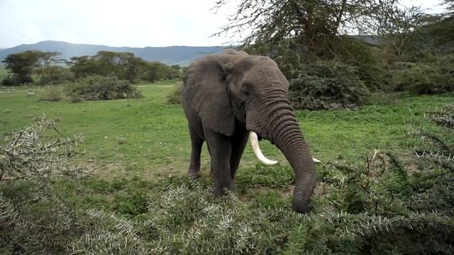 African Elephant Eating Acacia Tree смотреть онлайн
