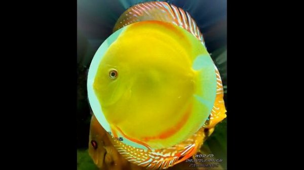 Самые красивые Элитные виды дискусов. WORLD DISCUS FISH EXCHANCE