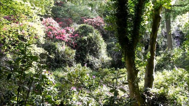 Rhododendrons in Deerpark Howth Dublin May 23 2016 смотреть онлайн