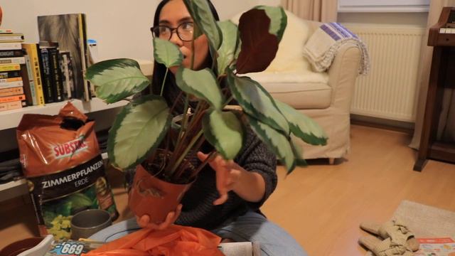"PlanTita" series, Ep. 1:Calathea Propagation/Repotting смотреть онлайн