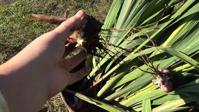 Мои ГЛАДИОЛУСЫ в корзинках. Выкапываю осенью смотреть онлайн