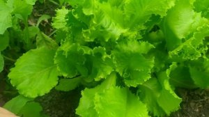 самый вкусный и неприхотливый листовой салат. салат Азарт