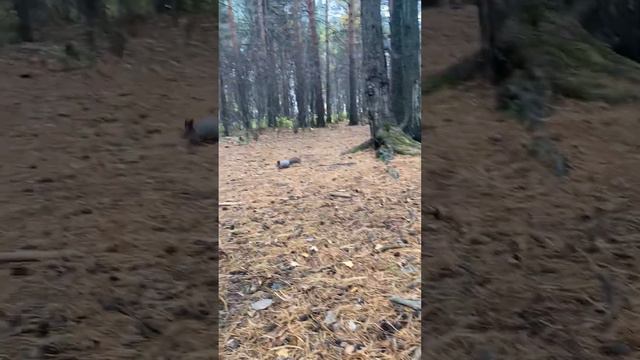 Белки бегают ##лес #весна #лето #осень #белка #еда #животные #деревня #игры #игра смотреть онлайн