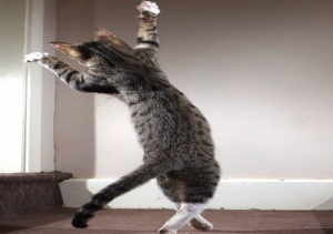 Реакция кошек и собак. Лазерная указка. Смешные и милые животные.