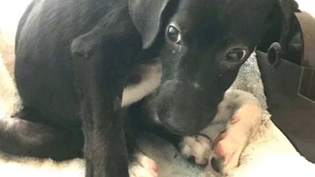 😢😭 Жестокая судьба Люси: Как она смогла выжить? Трогательная история, которая растопит ваше сердце! смотреть онлайн