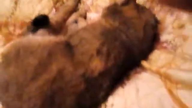 Помогите пристроить кошечку у меня их уже четыре кошка ласковая идобрая мой тел: 89199482585 Тюмень смотреть онлайн