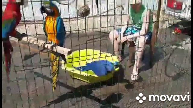 Открытие летнего сезона!!!! Гуляем в вольере с бассейном!!!!) Попугаи ара, какаду, Гиацинтовый Ара смотреть онлайн