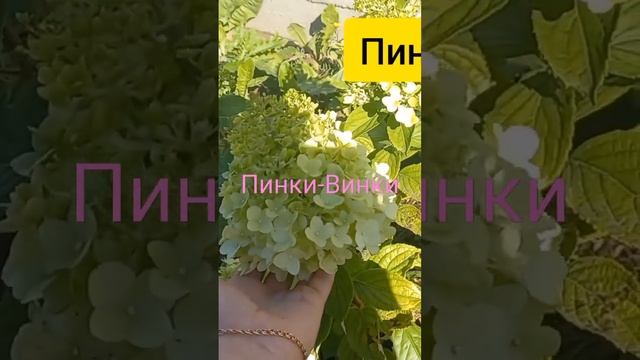 Гортензия Пинки-Винки. Переезд в Ленинградскую область. смотреть онлайн