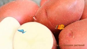 Картофель семенной Любава ? картофель Любава обзор: как сажать семенной картофель картофеля Любава