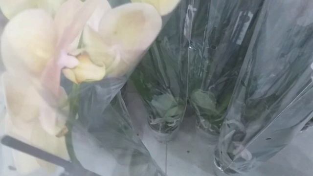 Завоз азиатов в садовый центр Агро Опт.?? смотреть онлайн