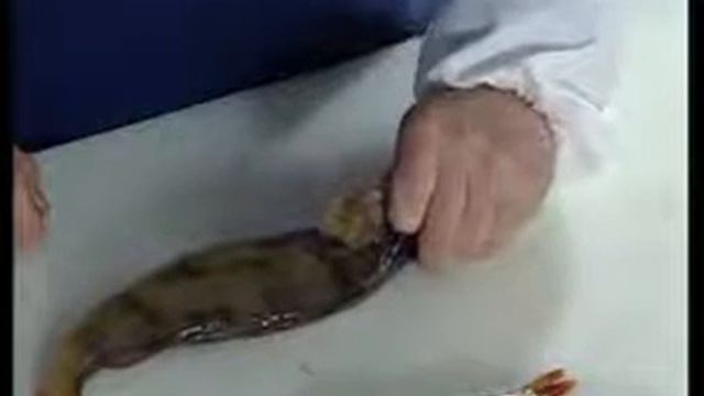 Разделка рыбы Окунь смотреть онлайн