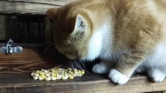 Едят ли кошки зерно? / Do cats eat grain. Жизнь Киси Рыжман. часть 1. смотреть онлайн