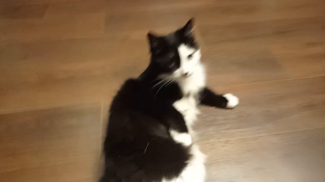 Юма. Юмка. Юмча хрюмча. История спасения. смотреть онлайн