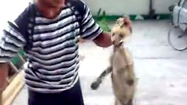 охотник поймал лису смотреть онлайн