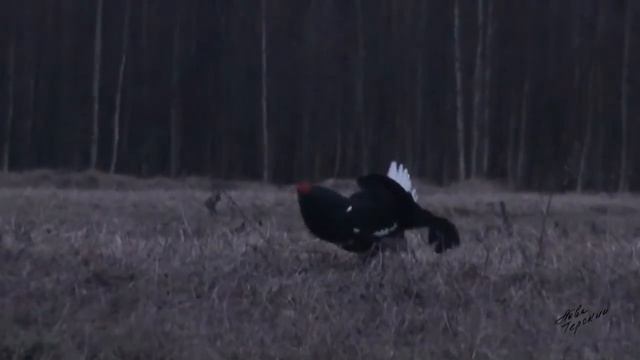 Необычайный ток. Охота на тетерева смотреть онлайн