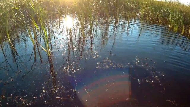 ОХОТА на УТОК. Бродим, топчем утят. смотреть онлайн