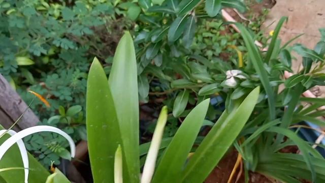 Mini garden tour/and/Rain lily flower/Adenium plant/Rainy season care/🐛🦠🐛 смотреть онлайн