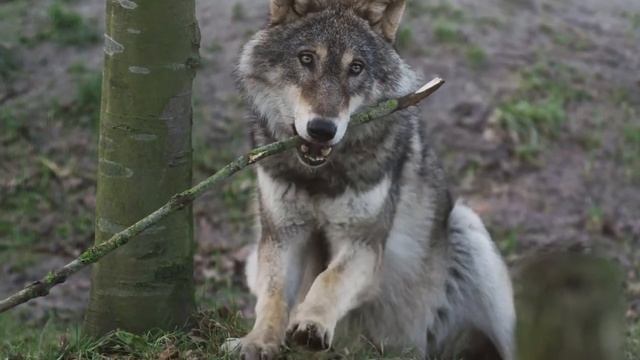 Волк - как высший символ свободы.(Волчицы Вой) смотреть онлайн