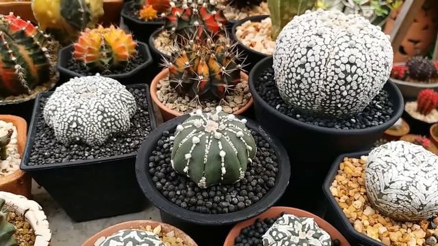 Beautiful collection colour cactus смотреть онлайн