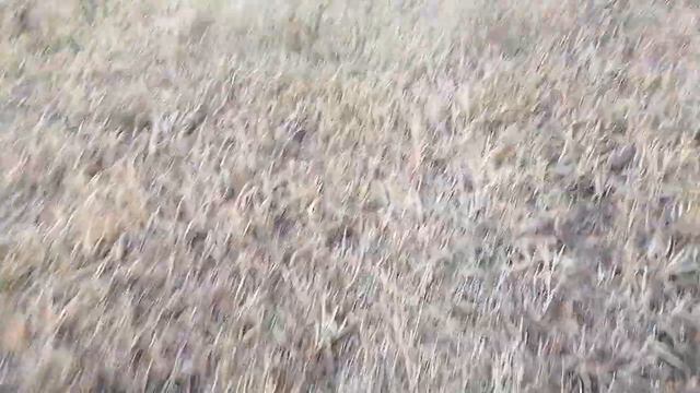 Начало испытаний русинских псовых борзых. Первый день, отчёт за первый смотреть онлайн