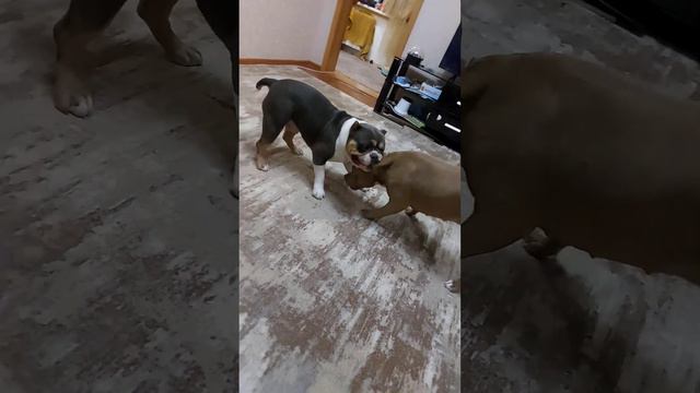 Американские Булли. Boomer & Kiara смотреть онлайн