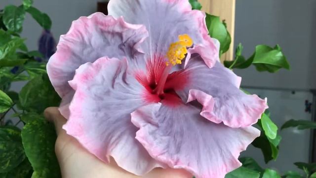 Сортовые гибискусы. Moorea Maria Monica Sima. Май 2020 г. смотреть онлайн