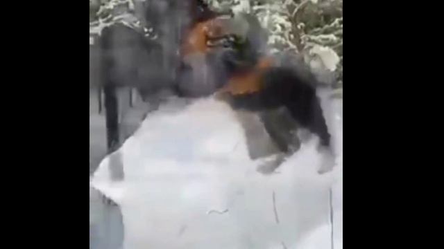 Rottweiler playing black panther playing with friends 😁 смотреть онлайн